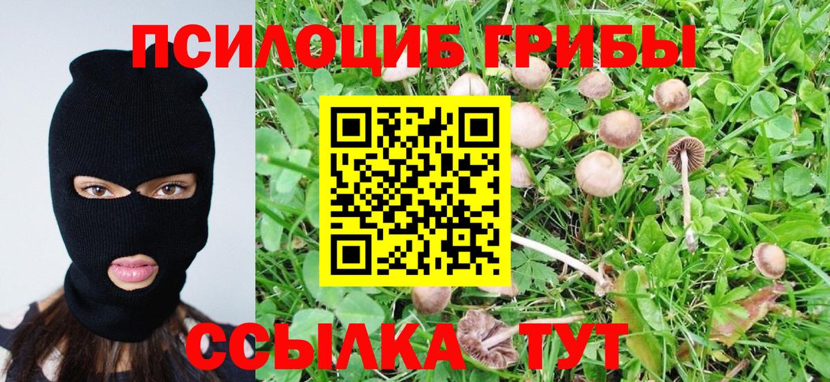 Ленинск-Кузнецкий  Галлюциногенные грибы Psilocybine cubensis  Вход с VPN 